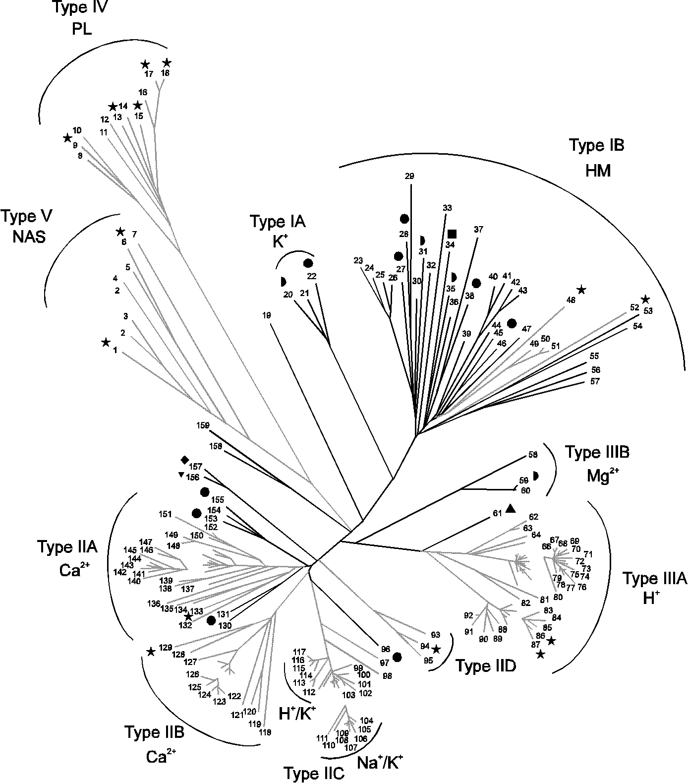 Phylogenetic tree of 159 P-type ATPase sequences